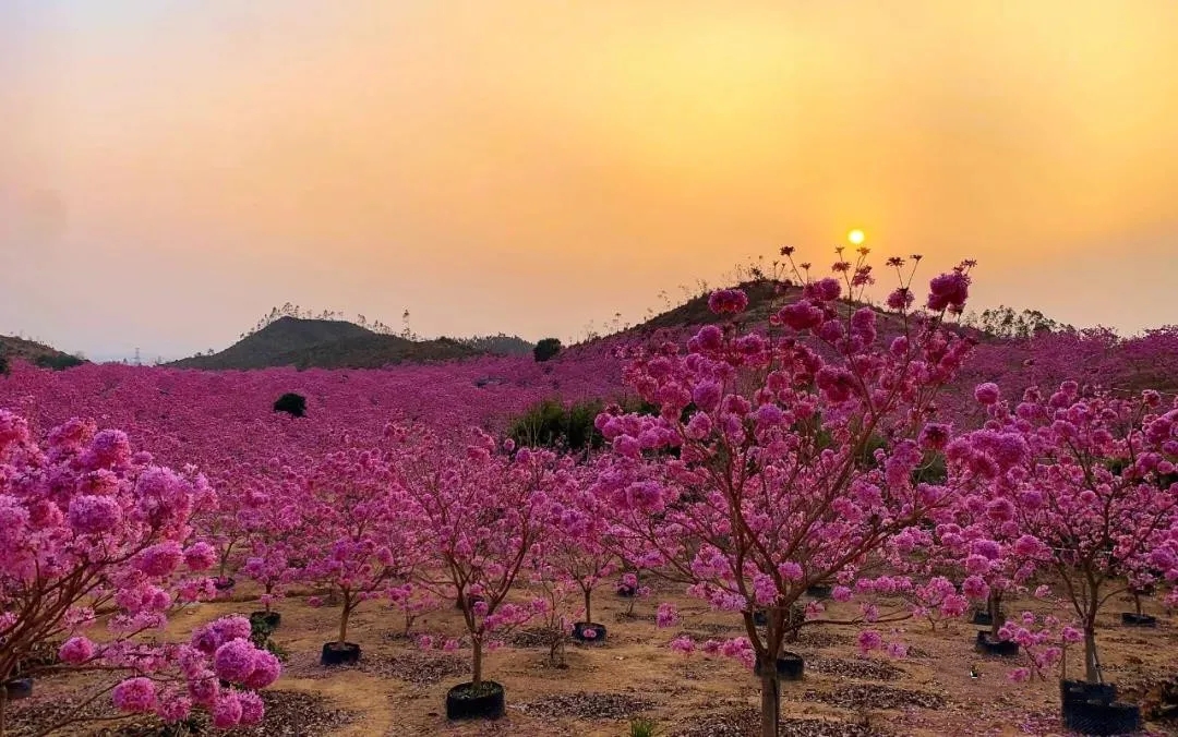 江門紫花風(fēng)鈴
